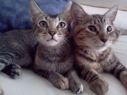 nala & chi - (1 an)