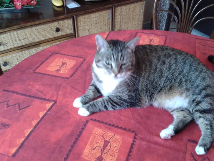 Minette - (3 ans)