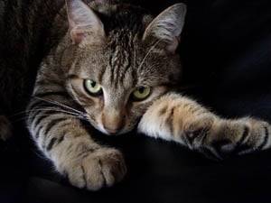 Lola Ma Chatte - (2 ans)