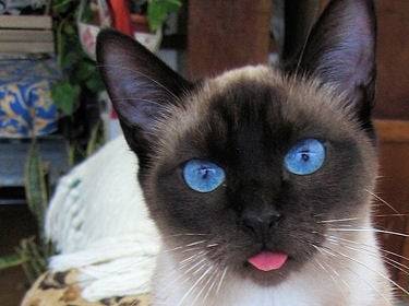 Taïga, ma perle rare - (8 mois)