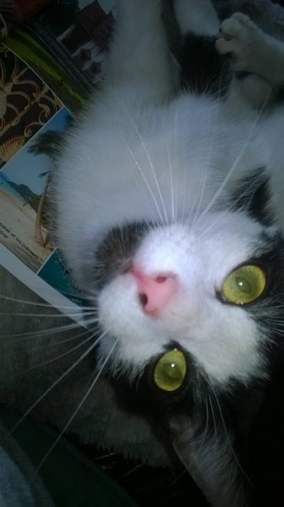 Max - Mâle (11 mois)
