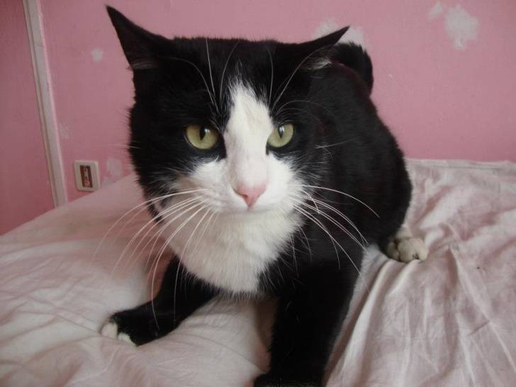 Yuki - Mâle (2 ans)