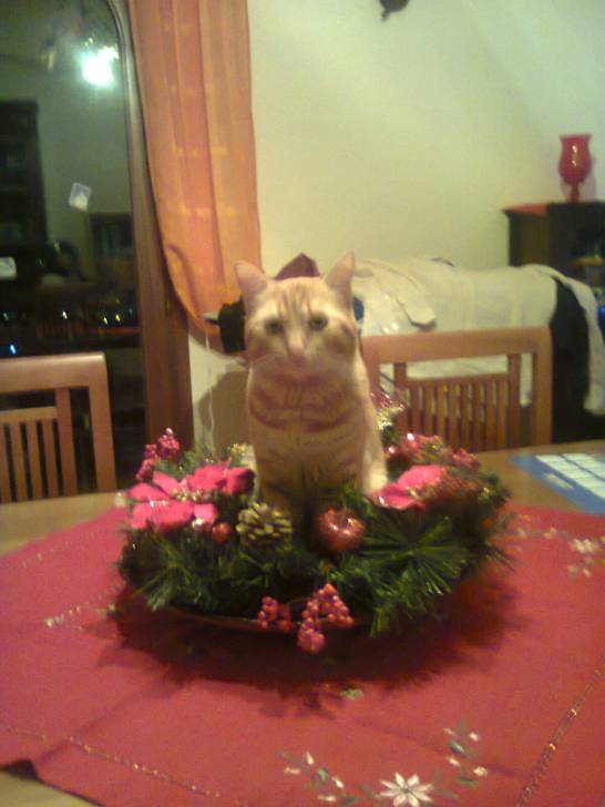ciccio - Mâle (3 ans)