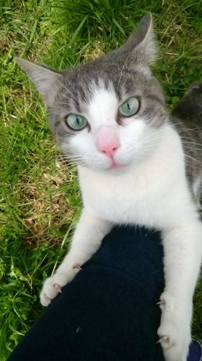 Griot - Mâle (2 ans)