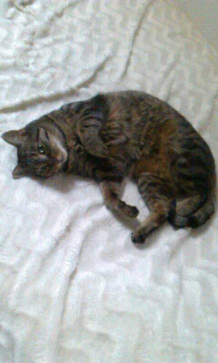 Mimi - Mâle (9 ans)