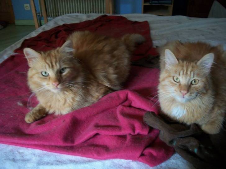 Tootsie et Pepsie - Mâle
