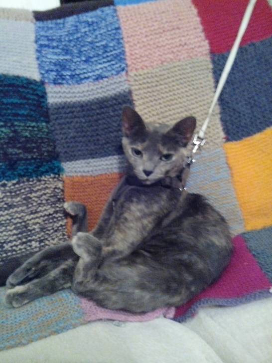 Señora Mini - (3 ans)