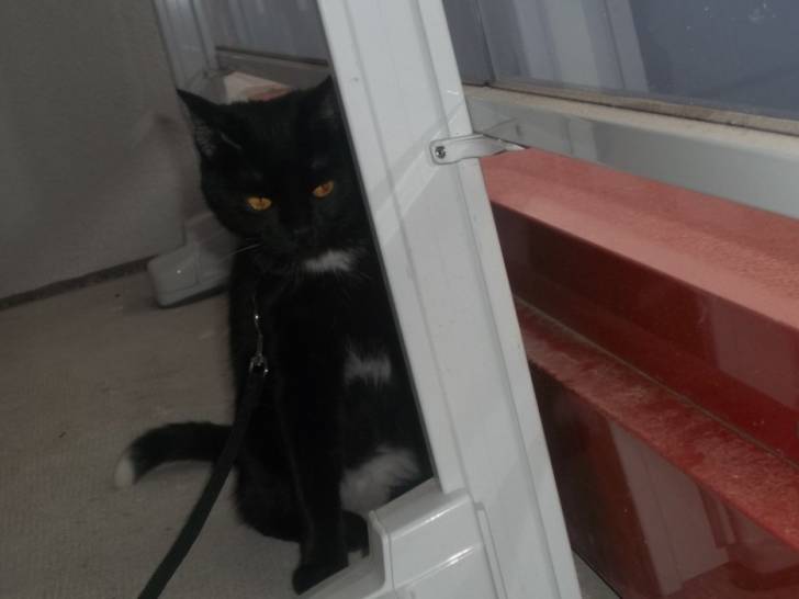 Moka - (10 mois)