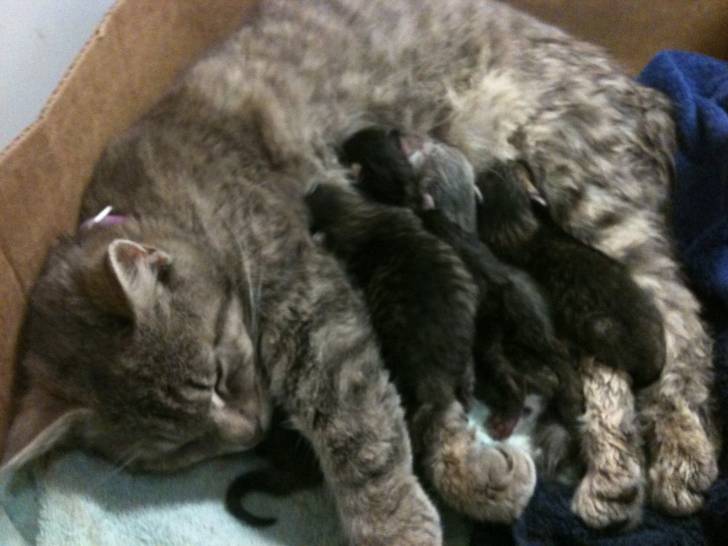 Toballina(Tobie) and her kittens! - (1 an)