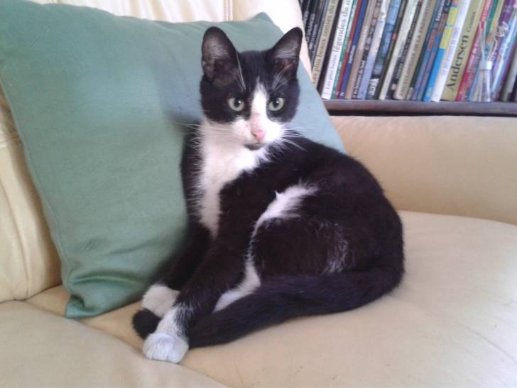 Mystère - Mâle (6 ans)