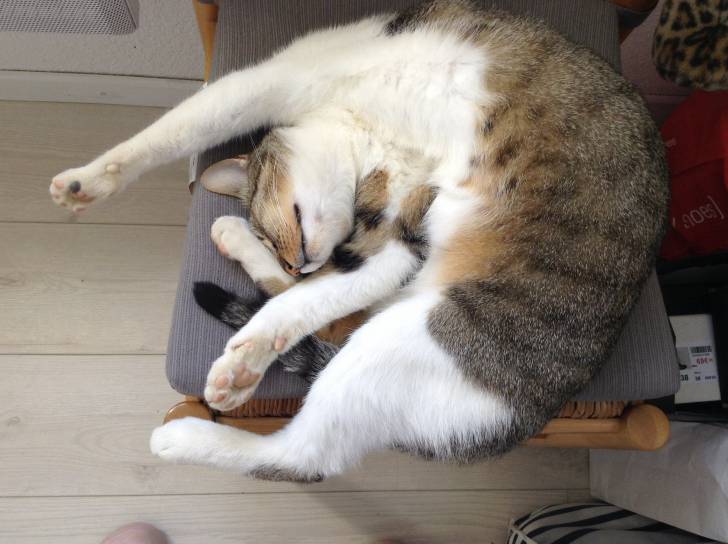 Baltazar - Mâle (6 ans)