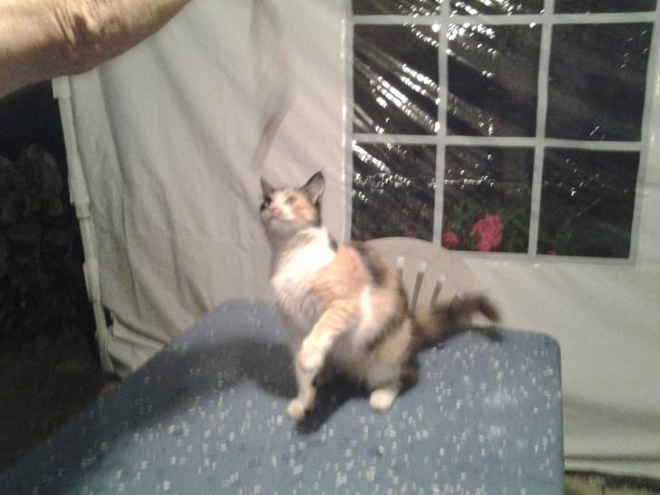 Gisella - (10 mois)