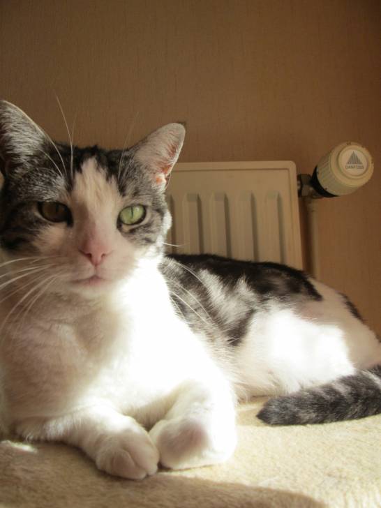 Maya la princesse - (6 ans)