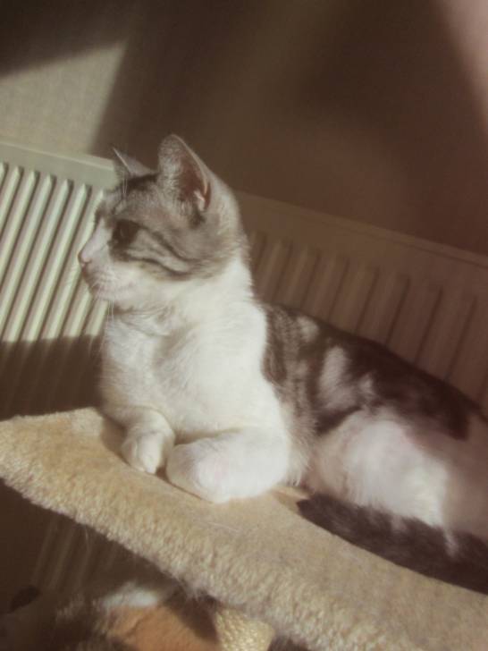 Maya la princesse - (6 ans)