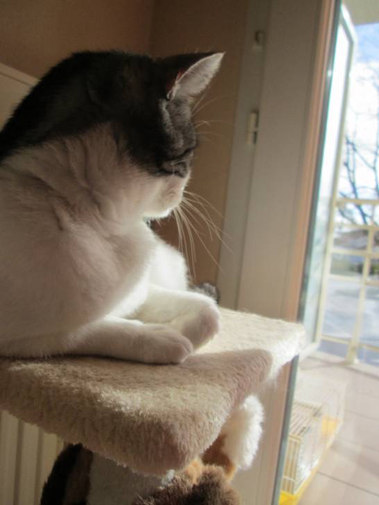 Maya la princesse - (6 ans)