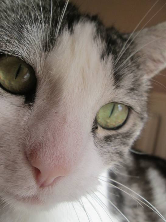 Maya la princesse - (6 ans)