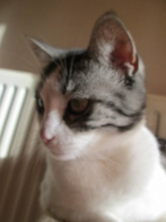 Maya la princesse - (6 ans)