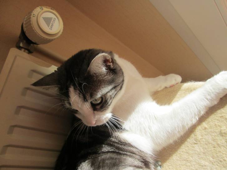 Maya la princesse - (6 ans)