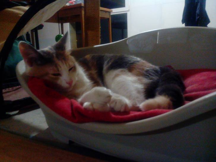fibie - (1 an)