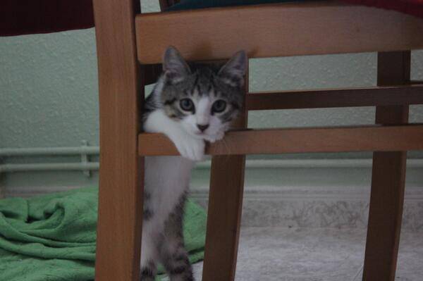 Zelda :3 - (8 mois)