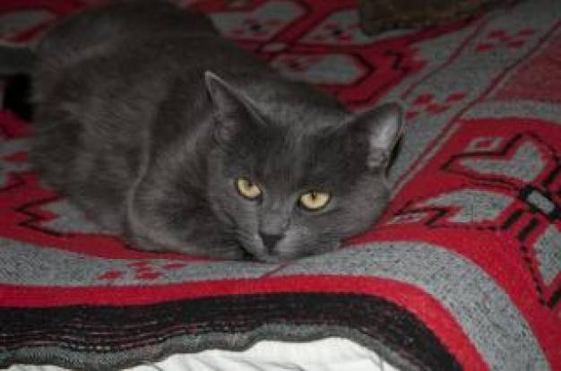 Priscila - (2 ans)
