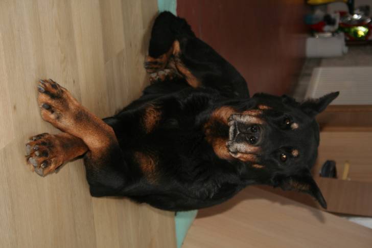 samba - (13 ans)
