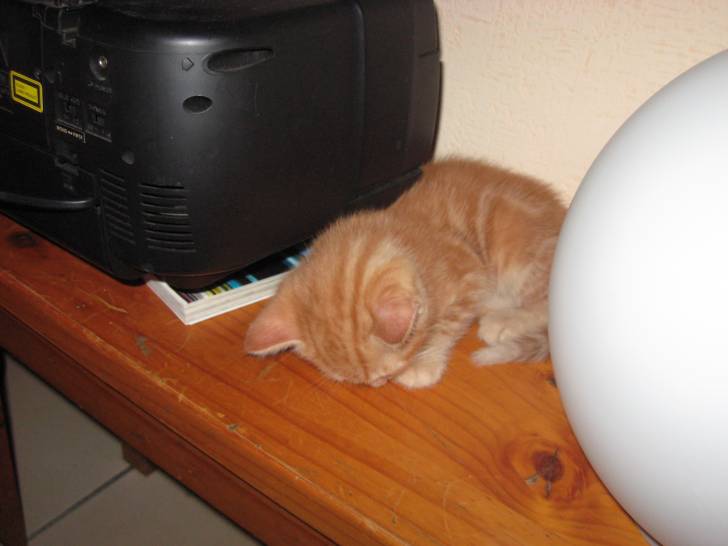 Sunny - Mâle (2 mois)