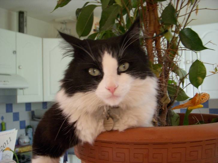 Didi - Mâle (6 ans)