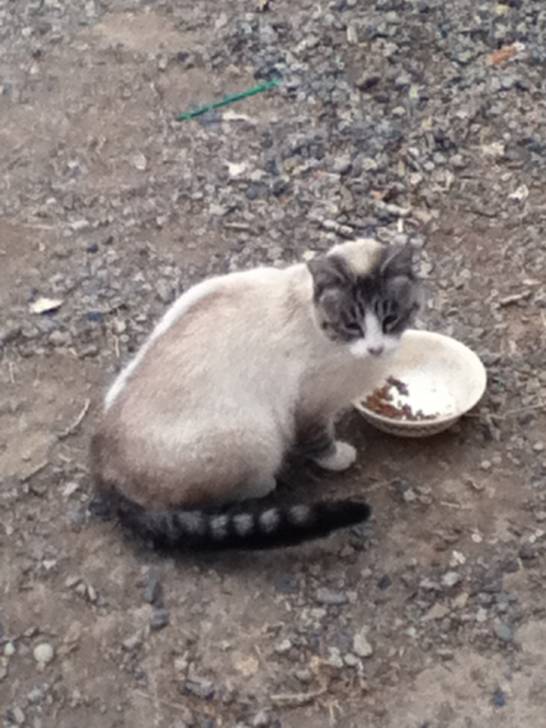 Sugar - (6 ans)