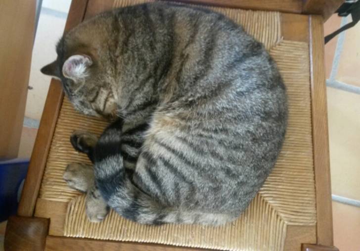 Roxy - (6 ans)