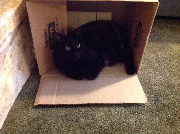 Missy - (3 ans)