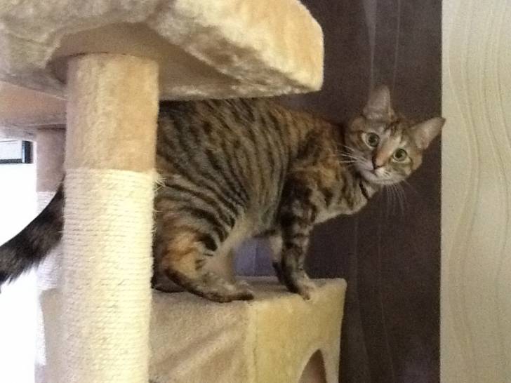 Louna - (11 mois)