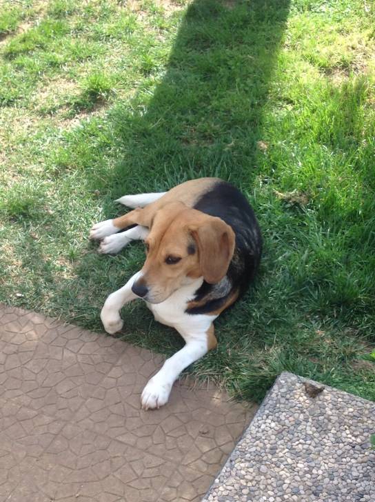 Lyla - (10 mois)