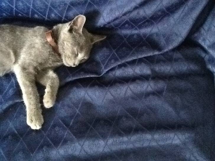 Micia che dorme (micia non è il suo nome) - (5 mois)