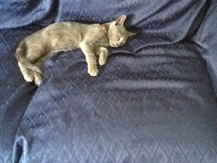 Micia che dorme (micia non è il suo nome) - (5 mois)