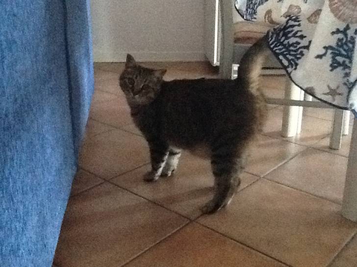 Cirillo - Mâle (4 ans)