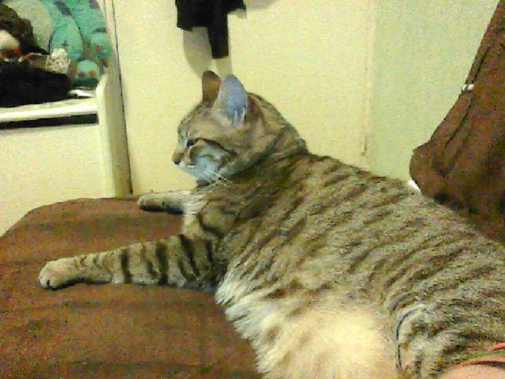 Rita chat - (8 ans)