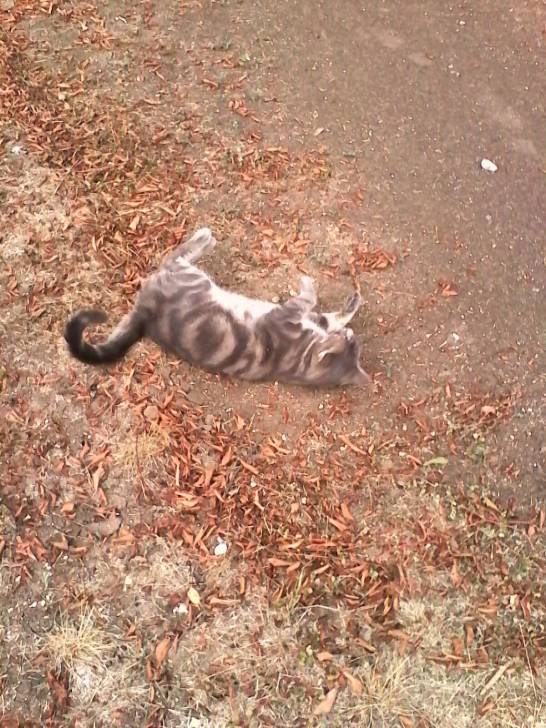 Aro Playing in the dirt - Mâle (2 ans)