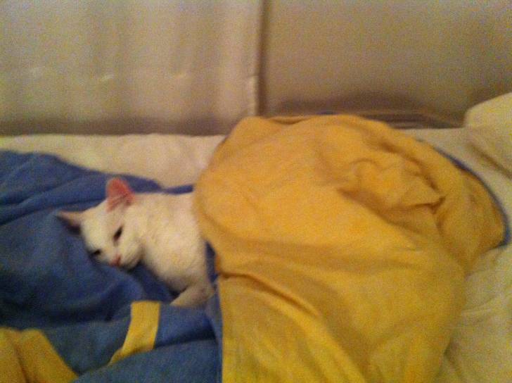 Chuuutttttt.…..Elle fait dodo !... -