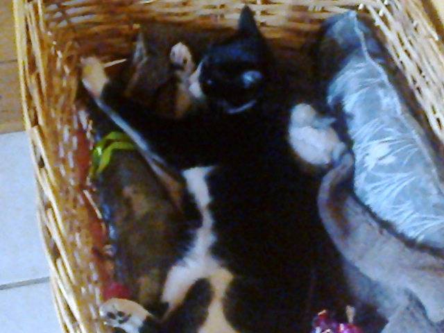 Iris - (6 mois)