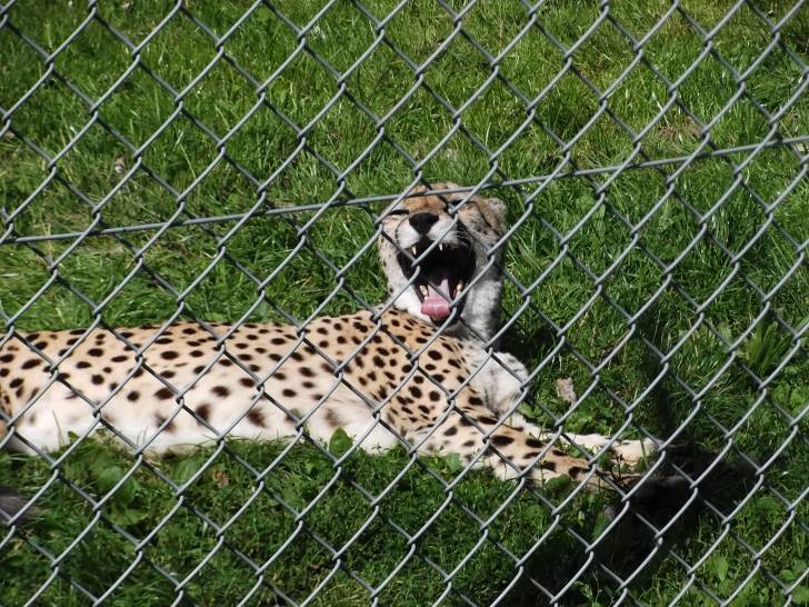 Cheetah -