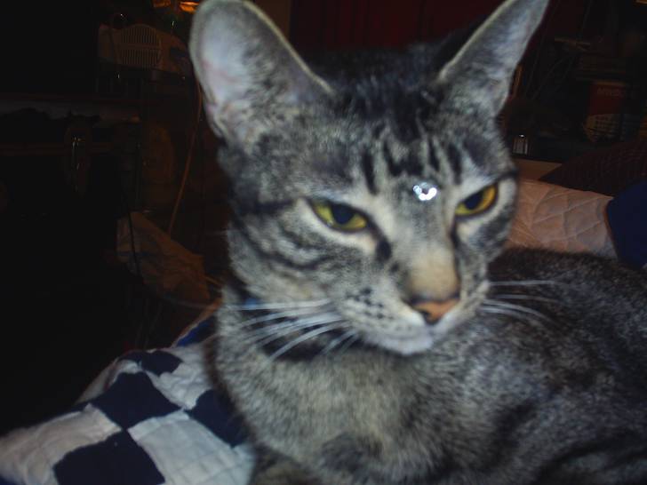 Nefra - (2 ans)