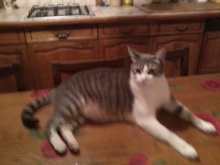 caramel - Mâle (4 ans)