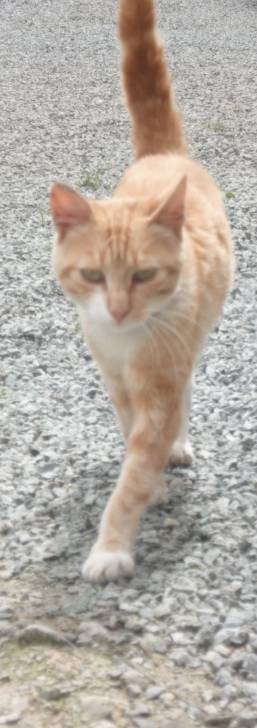 Tête Rousse - Mâle (2 ans)