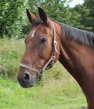 monty - Mâle (20 ans)