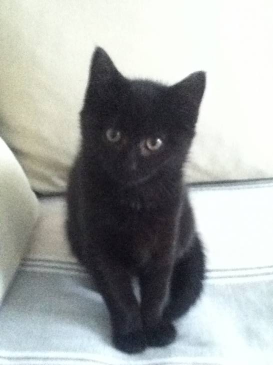 mon chat - (1 an)