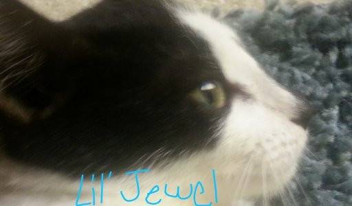Little Jewel - (4 mois)