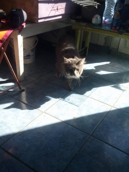 Gizmo - Mâle (3 ans)
