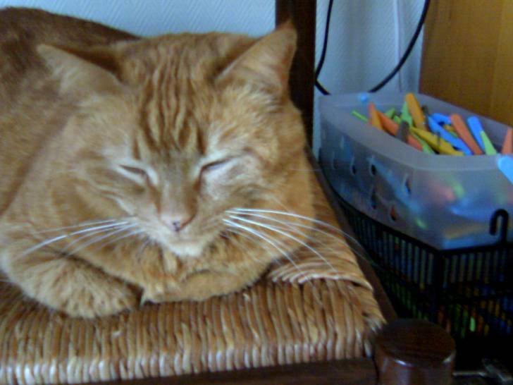 Caramel - (7 ans)