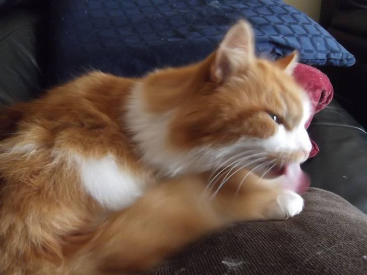 Fudge - Mâle (10 ans)